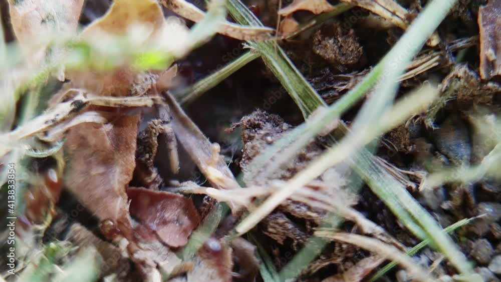 Close up view of ants moving on the grass
