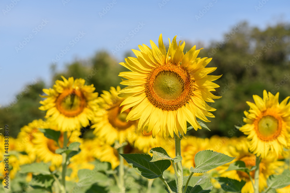 Beautiful sunflower in sunflower field on summer with blue sky Beautiful sunflower in sunflower field on summer with blue sky