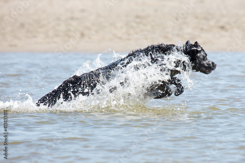 Hund rast durch das Meer