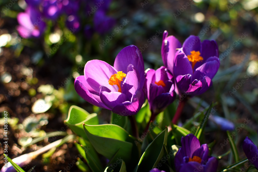 purple crocus blooming in spring illuminated by sunlight purple crocus blooming in spring illuminated by sunlight