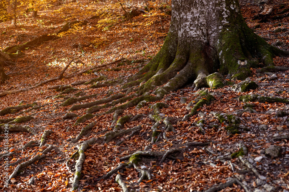 The huge roots of an old tree are making their way through the fallen autumn foliage