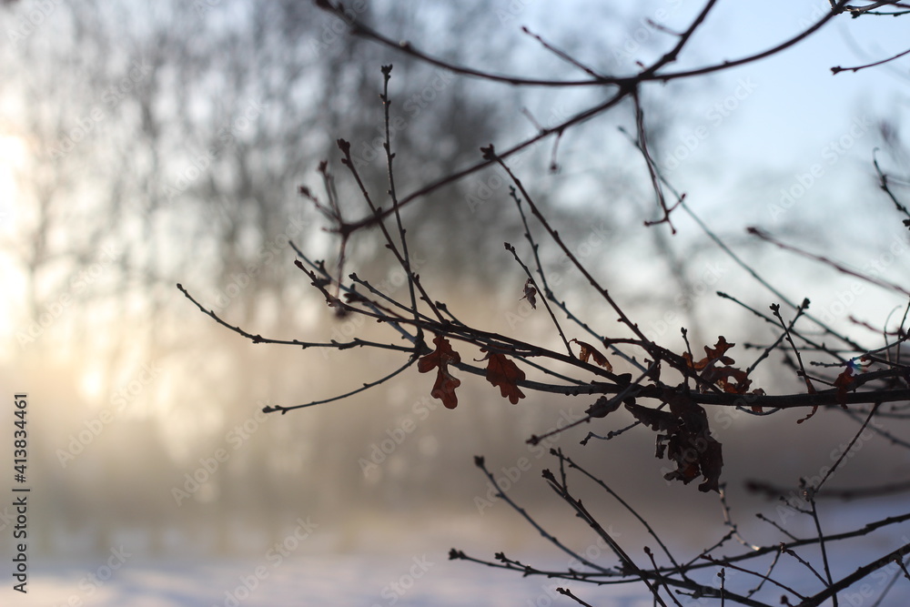 Close up of an oak branch with sunrise and snow in the background Close up of an oak branch with sunrise and snow in the background