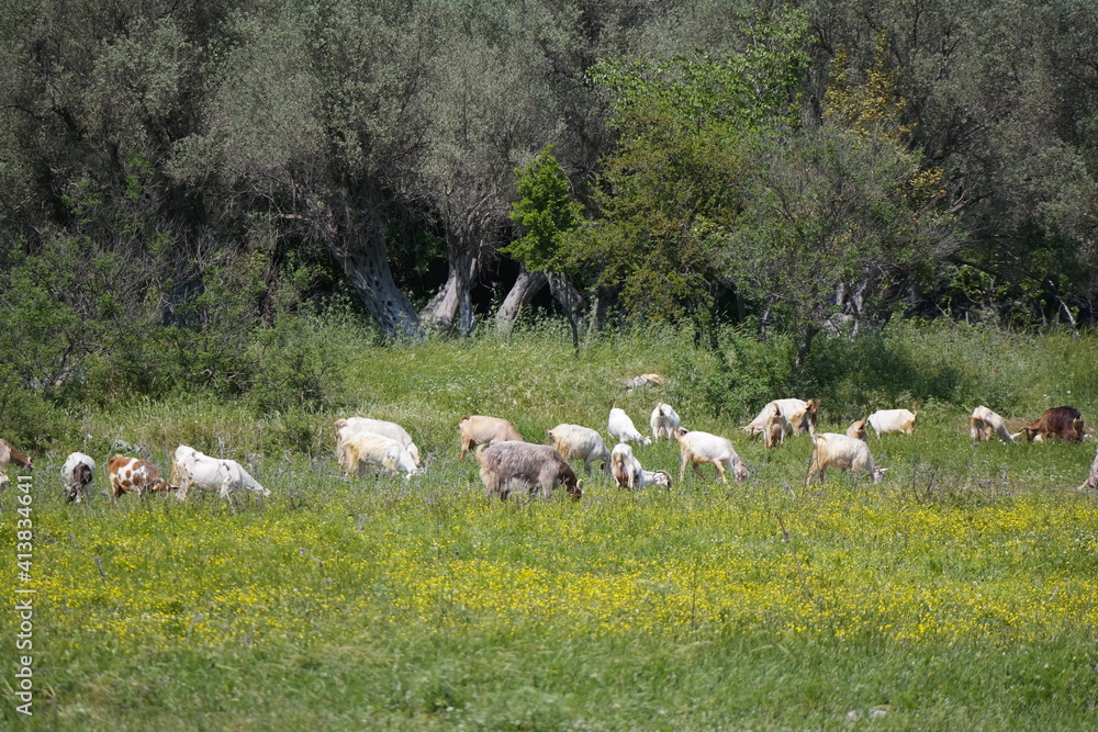 flock of sheep and goat on the meadow