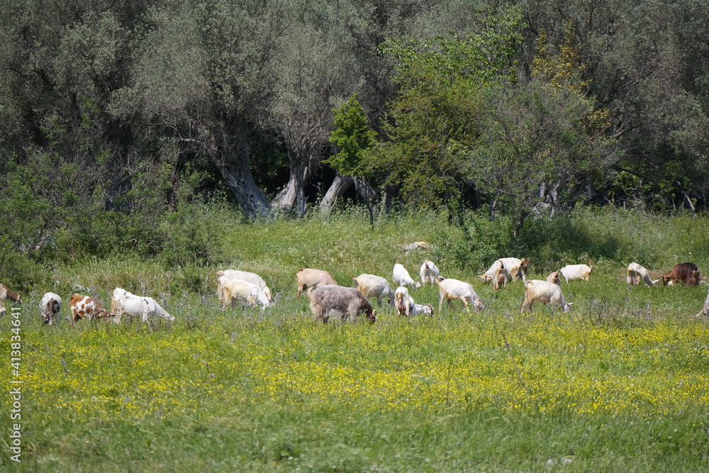 Obraz premium flock of sheep and goat on the meadow