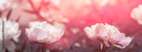 Pale pink peonies on a background of green leaves.