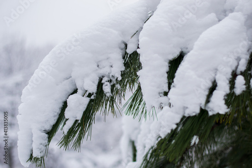The branch is thickly covered with fresh snow on a clear white background.