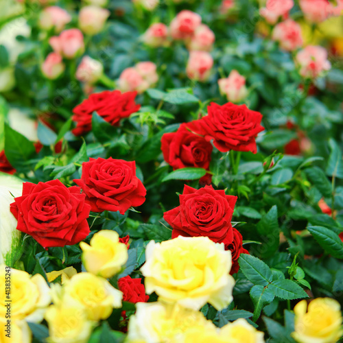 The flowers of the cordana rose are grown in the greenhouse of the store for home gardening