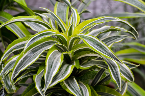 Close-up of green fresh flowers of dracaena Interior concept of urban jungle.