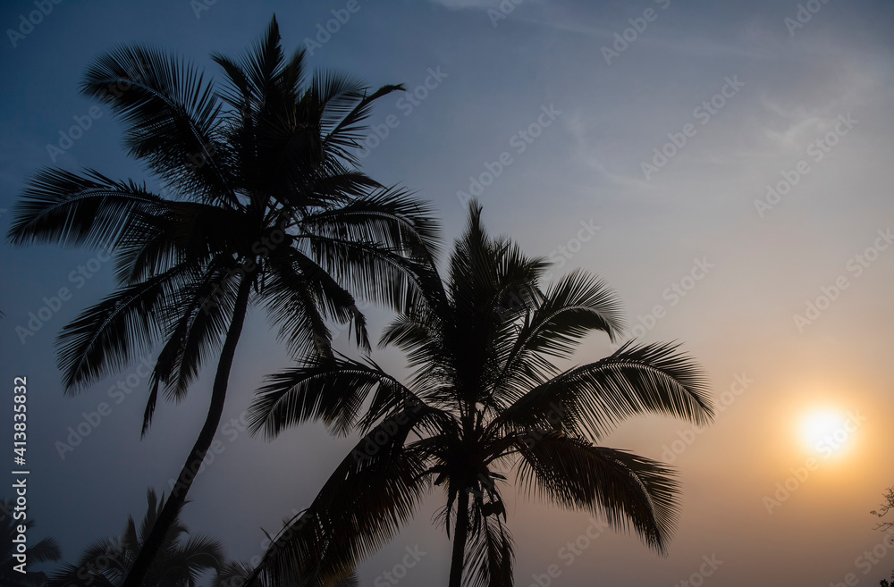 Palm tree's in the Sri Lankan highlands at dawn Palm tree's in the Sri Lankan highlands at dawn