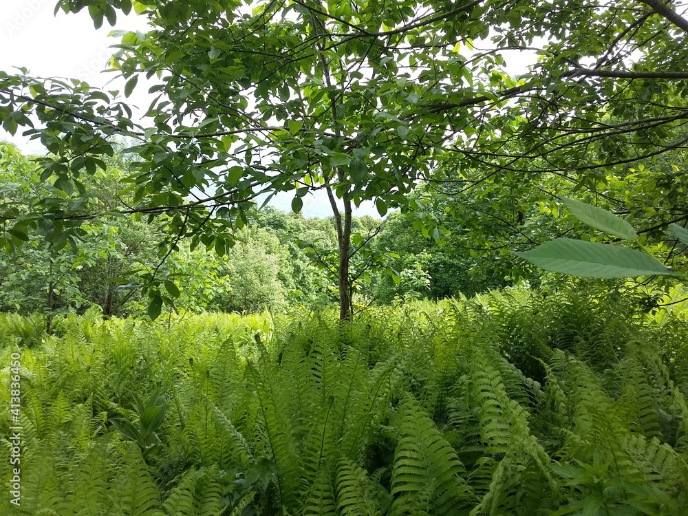Fototapeta premium green trees in the forest
