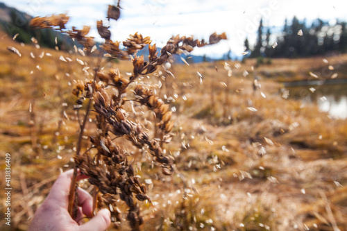 Hand shakes bush to disperse seeds in alpine meadow photo