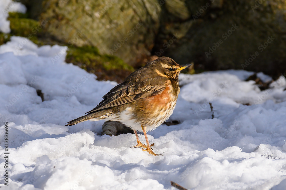 Eine Rotdrossel im Winter