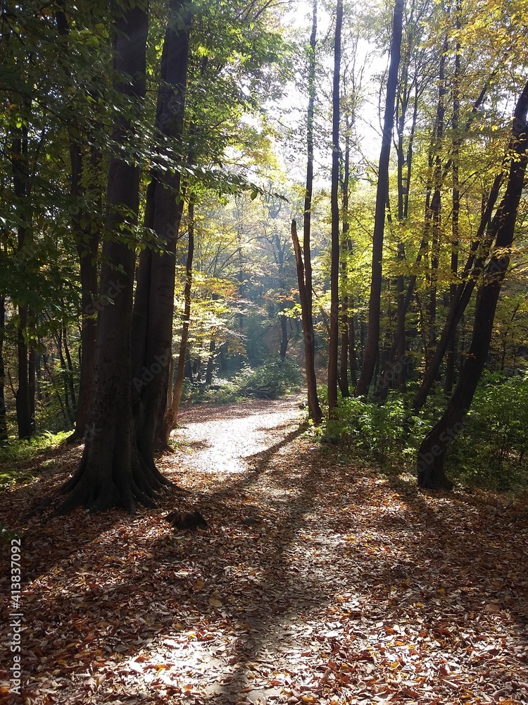 Obraz premium path in the woods