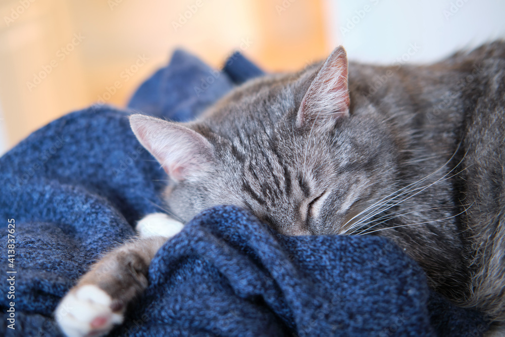 Pet sleeps on a man clothes, blue knitted sweater on the bed