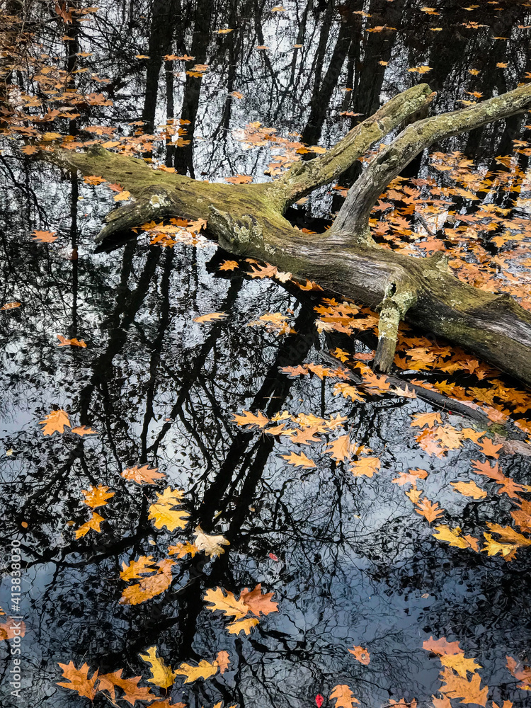 Fall color Oak Leaves in a pond reflecting trees Fall color Oak Leaves in a pond reflecting trees