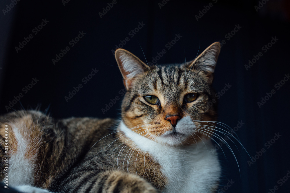 Cat relaxing near window with dark background Cat relaxing near window with dark background