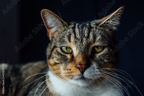 Cat looking directly into camera with smug face