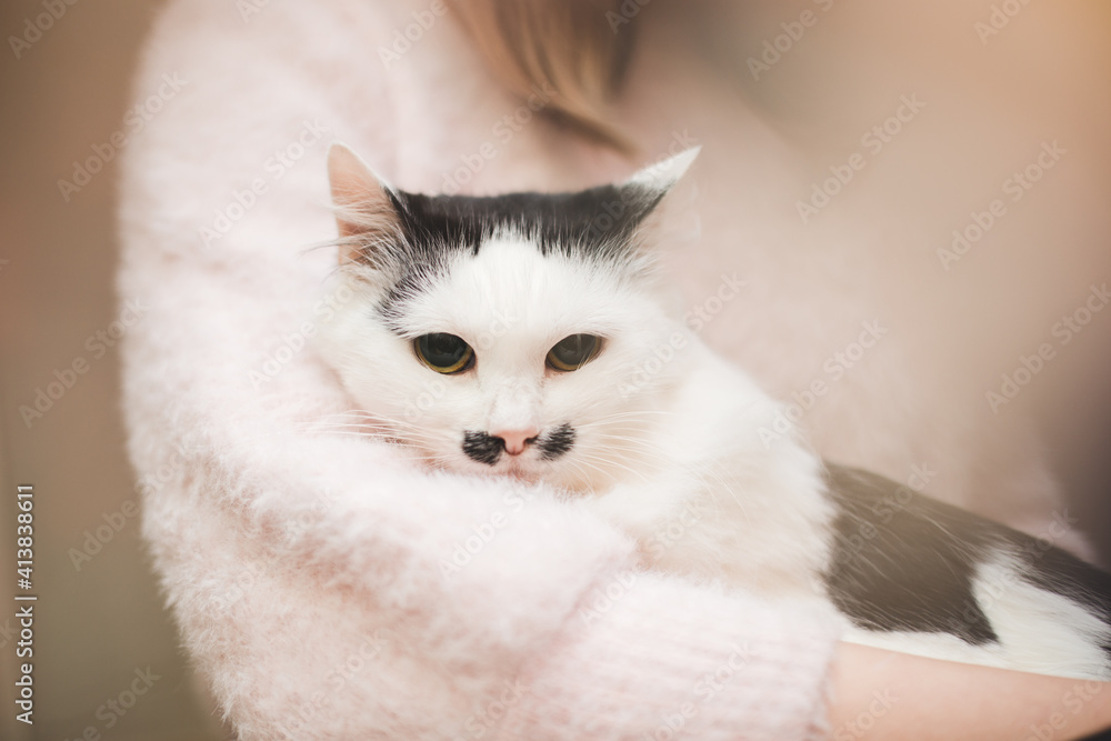 bright and pleasant photo about caring for a cat and flowers bright and pleasant photo about caring for a cat and flowers