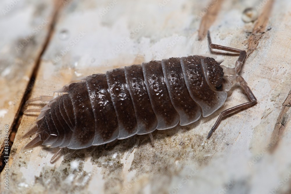 Porcellio hoffmannseggi on a piece of white bark Porcellio hoffmannseggi on a piece of white bark