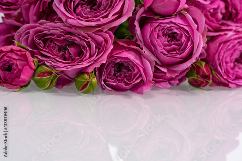 many pink roses on a glossy surface with reflection. layout for design with place for text