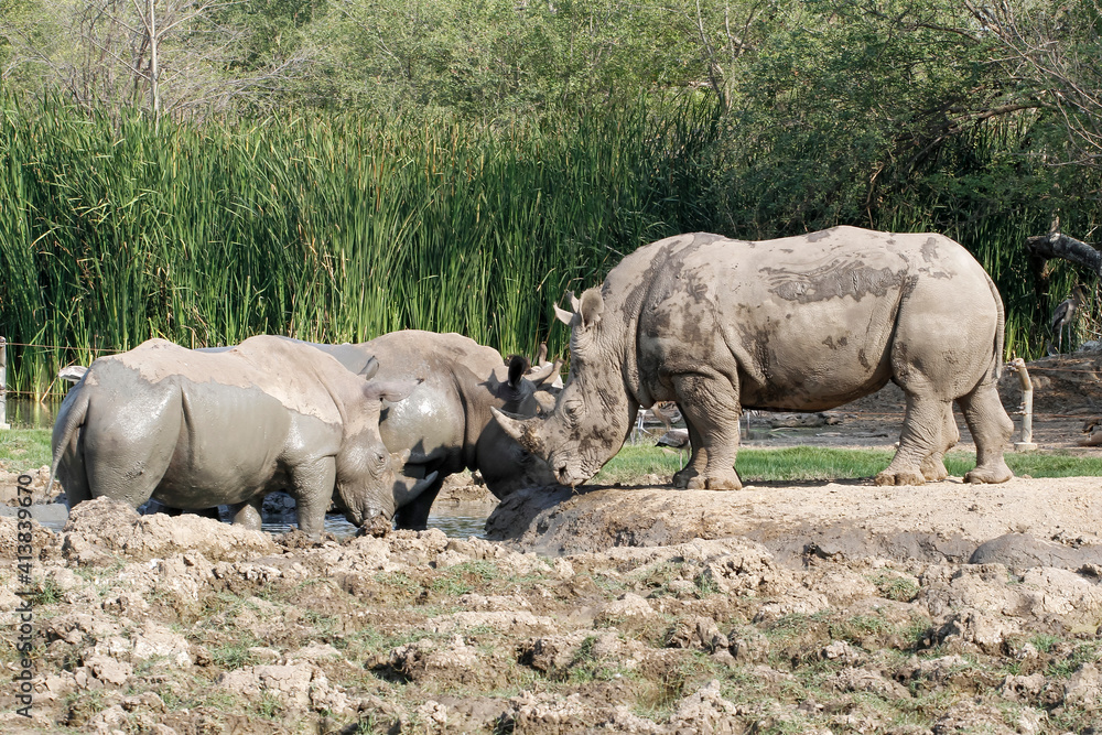 Obraz premium Group white rhino play mud is mammal and wildlife in garden