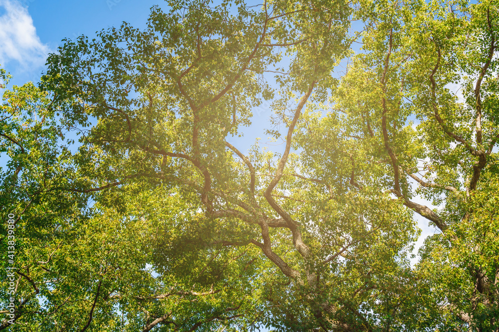 Fototapeta premium Looking up at tree with green Leaves and sun light.