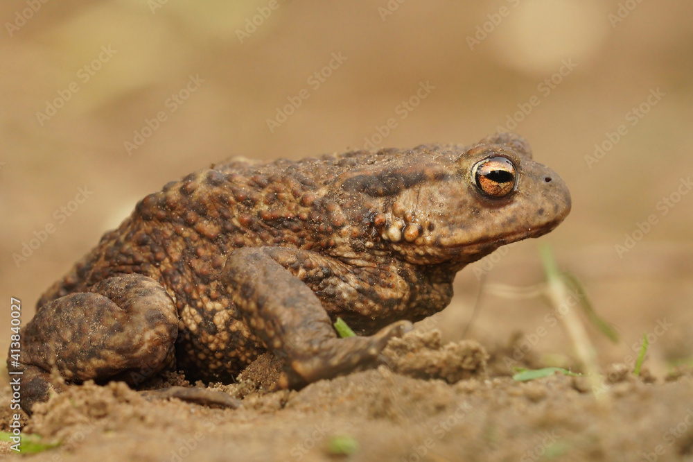 Lateral closeup of an adult female comon toad , Bufo bufo against a brown background Lateral closeup of an adult female comon toad , Bufo bufo against a brown background