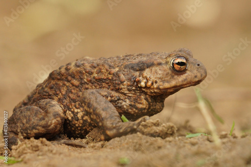 Lateral closeup of an adult female comon toad , Bufo bufo against a brown background
