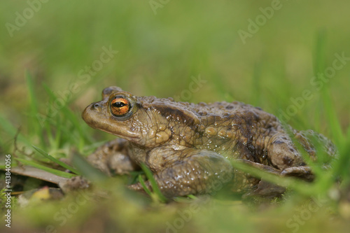 Close up of an adult male comon toad, Bufo budo , in hte grass in the garden 