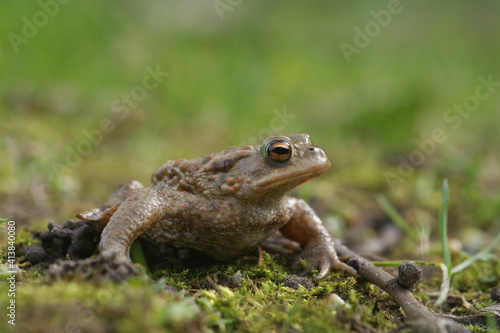 Close up of an adult male comon toad, Bufo budo , in hte grass
