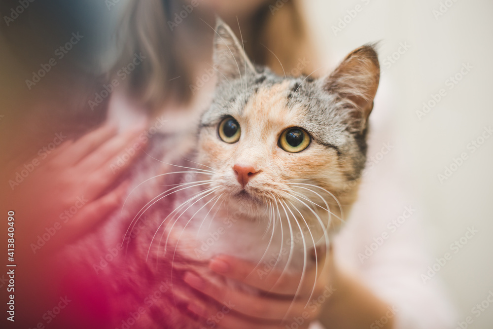 bright and pleasant photo about caring for a cat and flowers bright and pleasant photo about caring for a cat and flowers
