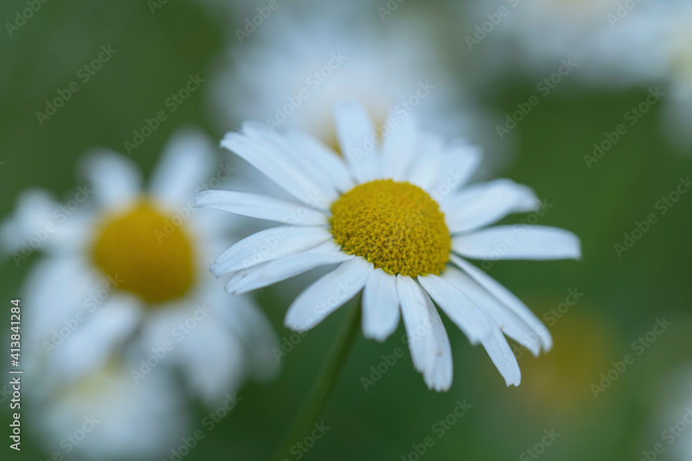 Obraz premium daisy flower