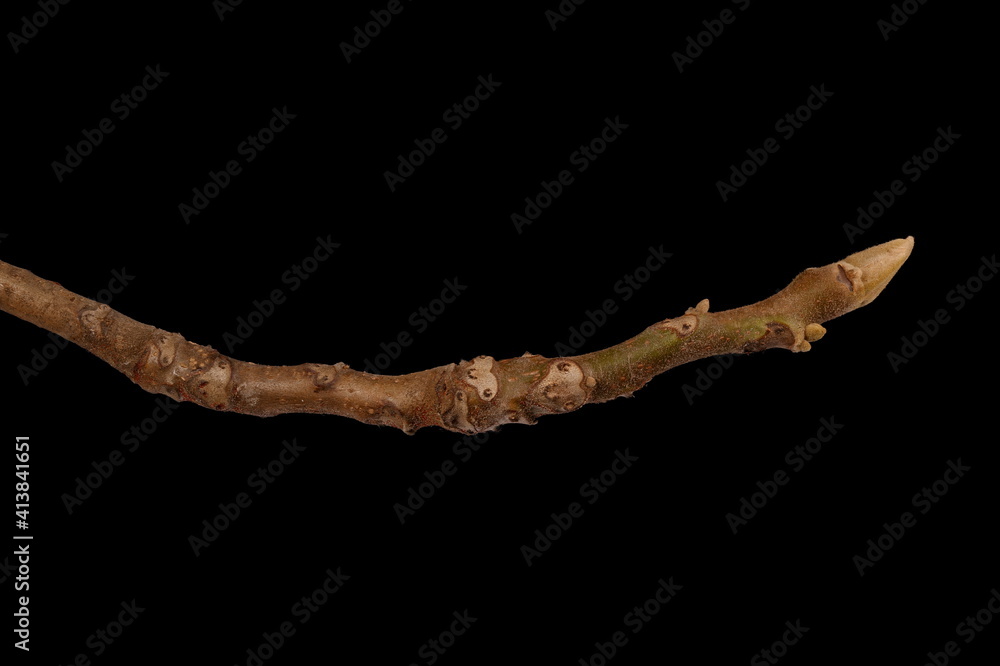 Manchurian Walnut (Juglans mandshurica). Wintering Twig Closeup