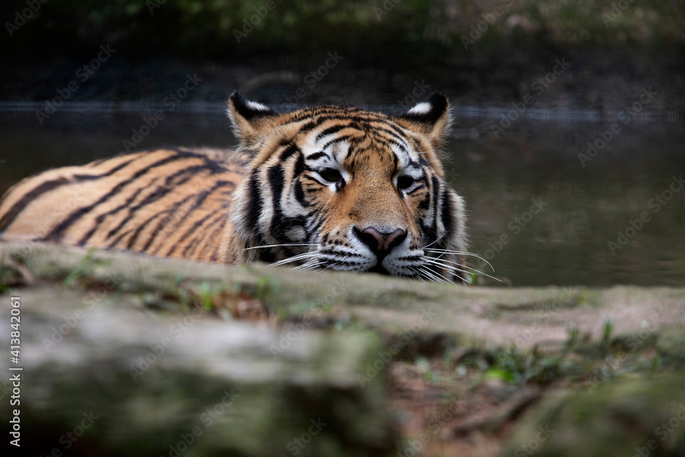 Obraz premium Siberian Tiger