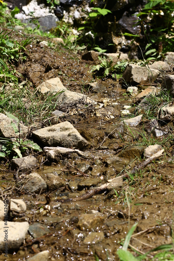stream in the forest stream in the forest
