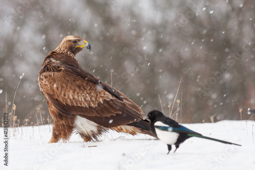 Golden Eagle, Aquila chrysaetos, perched in the snow on a forest floor under a snowfall photo