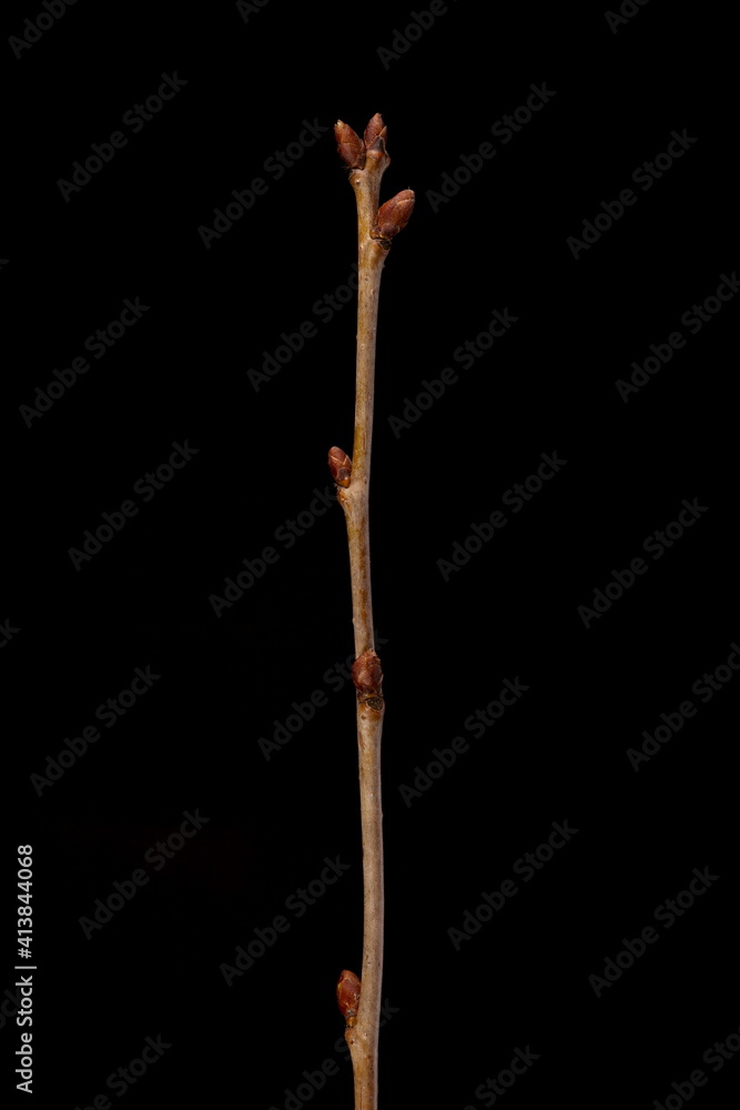 Wild Cherry (Prunus avium). Wintering Twig Closeup Wild Cherry (Prunus avium). Wintering Twig Closeup