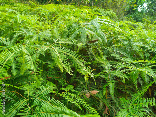 Ferns grow wild in the tropics. Shoots can be used as traditional food. Shrubs of ferns can help keep the slope structure from eroding. 