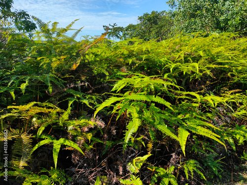Ferns grow wild in the tropics. Shoots can be used as traditional food. Shrubs of ferns can help keep the slope structure from eroding. 