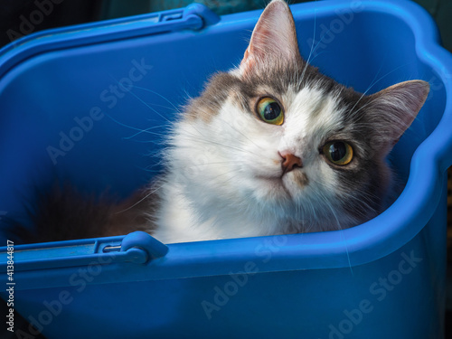 A young fluffy tortoiseshell cat climbed into a bucket for cleaning floors