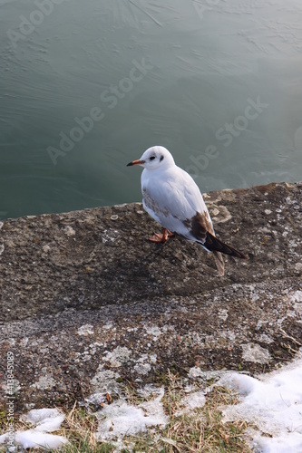 Mouette le long du canal