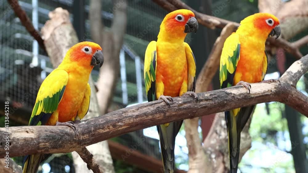 Sun Conure Parrots Beautiful Parrot on branch of tree Sun Conure Parrots Beautiful Parrot on branch of tree