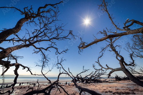 Boneyard beach with dried trees at moonlight night, Botany Bay, Edisto Island, South Carolina, USA photo