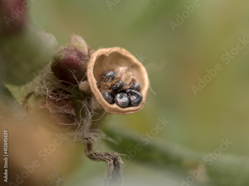 Close up view of portulaca seeds (Portulaca grandiflora)