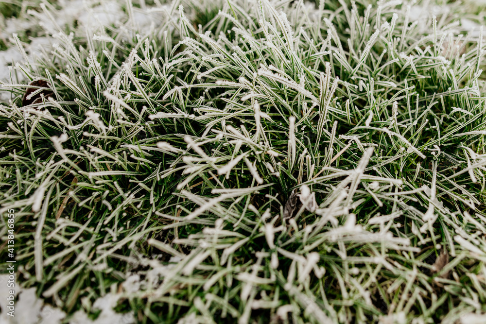 Winter frost across the grass lawn in a garden in England Winter frost across the grass lawn in a garden in England