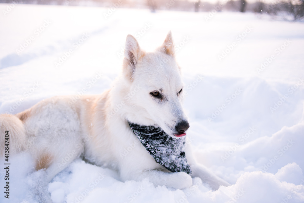 Dog laying on snow covered field Dog laying on snow covered field