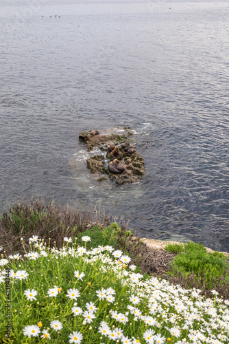 Coastl view and wildflowers at the La Jolla Cove. photo
