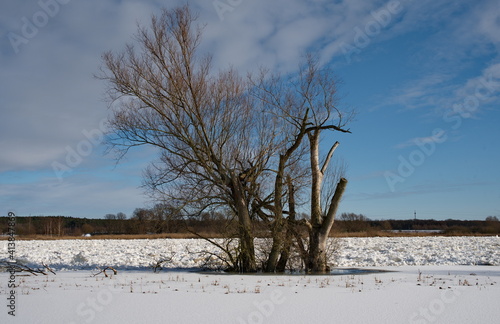 Wallpaper Mural Baum mit Schnee an einem Wanderweg im Nationalpark Unteres Odertal, östlich von Schwedt Torontodigital.ca