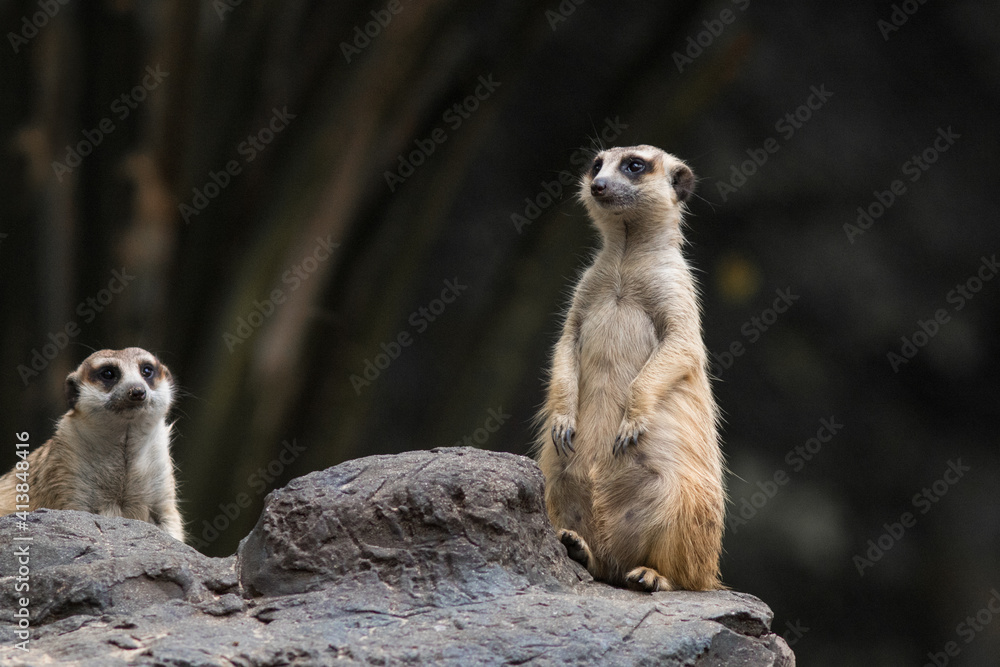 The meerkat