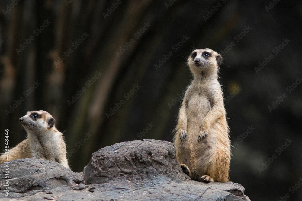 The meerkat